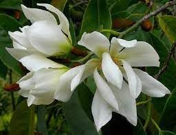 Michelia Flower Seeds for Planting - 100 pcs