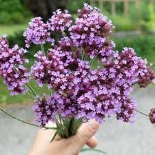 Verbena Flower Seeds for Planting - 100 pcs