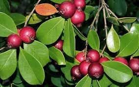 Strawberry Guava Fruit Seeds for Tropical, Flavorful Harvests