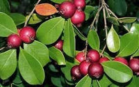 Strawberry Guava Fruit Seeds for Tropical, Flavorful Harvests