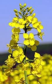 Wikipedia Flower Seeds for Planting - 100 pcs seeds for planting in home garden