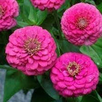 Elegans Flower Seeds for Planting - 100 pcs seeds for planting in home garden