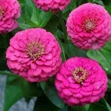 Elegans Flower Seeds for Planting - 100 pcs seeds for planting in home garden