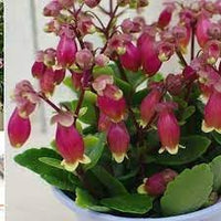 Heirloom Kalanchoe Wendy Flower Seeds, Non-GMO Charming Succulent Blooms for Garden Planting