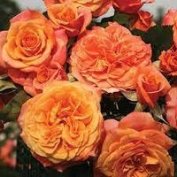 Goldish Yellow Rose Flower Seeds Non-GMO Heirloom Garden Seeds for Planting and Growing