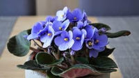 Sellify Flower Seeds – Heirloom Non-GMO Ornamental Blooms for Colorful Garden Planting