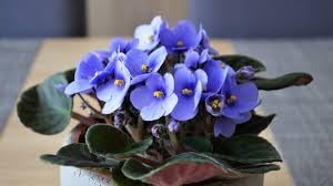 Sellify Flower Seeds for planting in home garden