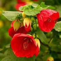 Abutilon Flower Seeds for Planting, 100 Pcs pcs