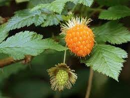 Salmonberry fruit seeds