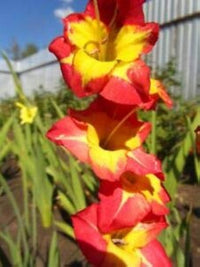 Organic Yellow Red Gladiolus Flower Seeds for Planting ƒ?? Heirloom, Non-GMO Perennial Blooms for planting in your garden.