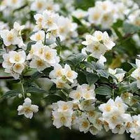 Philadelphus Coronarius Flower Seeds for Planting - 100 pcs
