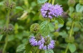 Purple Pennyroyal Herb Plant Seeds for Planting-Natural Garden Enhancement Scientific Name Placeholder for planting in home garden