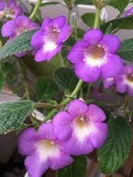 Achimenes Limoncello Flower Seeds for Planting ƒ?? Heirloom, Non-GMO, Organic Garden Blooms
