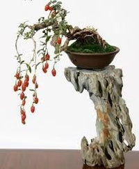 Passion Fruit Seeds for Tropical, Exotic Vines and Fruits 100 Pcs pcs