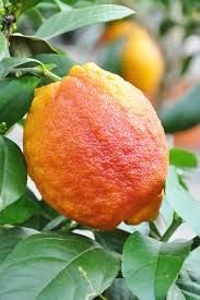 Light Red Lemon Fruit Seeds for Planting - Fast-Growing, Juicy & Full of Flavor