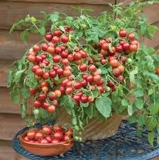 100 Pcs