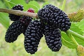 Mulberry Morus alba seeds for backyard orchard