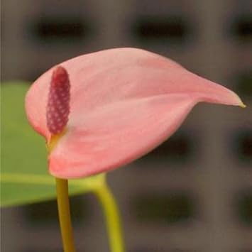 Heirloom Non-GMO Pink Anthurium Flower Seeds for Hydroponic Planting ƒ?? Exotic Tropical Blooms