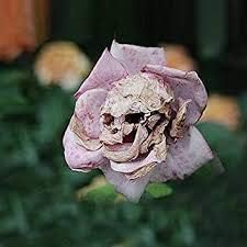Death Rose Pink Flower Seeds for Planting â€“ Heirloom, Non-GMO Garden Seeds for Your Garden