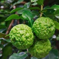 Lime Fruit Seeds for Planting – Heirloom & GMO Free Seeds for Beautiful Home Garden, 100 Pcs pcs