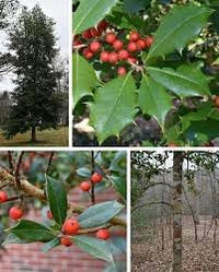 Ilex Opaca Plant Seeds for Growing Hardy and Ornamental Holly Trees 100 Pcs pcs