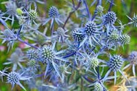 Eryngium Plant Seeds for Planting, 100 pcs
