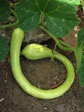 Tromboncino Vegetable Seeds for Planting - 100 Pcs pcs