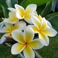Plumeria Flower Seeds for Planting - NON GMO Seeds for planting in home garden