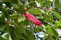 Magnolia Flower Seeds for Garden Planting - NON GMO Seeds