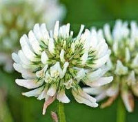 Dutch Flower Seeds for Planting – Organic, Heirloom, Non-GMO Mixed Bulb Bloom Seeds