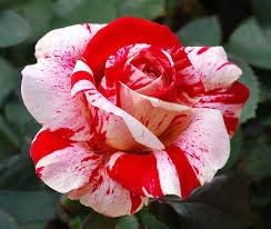 Red Light Pink Rose Flower Seeds â€“ Heirloom Non-GMO Seeds for Garden Planting for planting in home garden