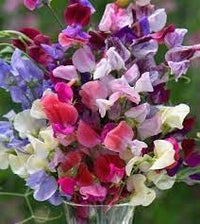 Heirloom Non-GMO Peas Flower Seeds for Planting – Fragrant Climbing Blooms for Trellised Gardens