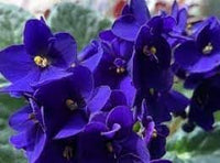 Heirloom Non-GMO Begonias Azules Flower Seeds for Planting – Unique Blue Shade-Loving Blooms