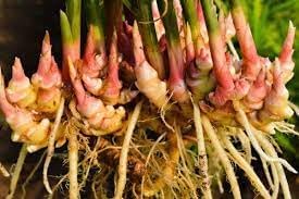 Ginger Seeds for Planting - 100 Pcs pcs