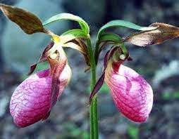 Heirloom Lady's Slipper Orchid Flower Seeds for Planting - NON GMO Seeds
