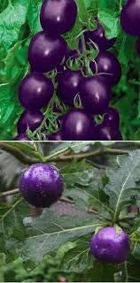 Tomato Seeds for Planting, Dark Violet, 100 Pcs pcs