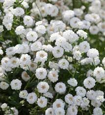 Yarrow Superior Flower Seeds Heirloom Non GMO Planting - 100 pcs for planting in home garden