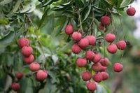 Seagrape Fruit Seeds - Rare, Sweet and Juicy, Ideal for Coastal Gardens