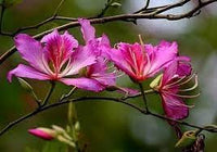 Bauhinia Flower Seeds for Planting, Heirloom, Non-GMHeirloom Bauhinia Flower Seeds, Non-GMO Orchid Tree Blooms for Tropical Garden PlantingO, 100 pcs