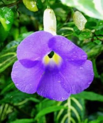 Heirloom Non-GMO Allamanda Flower Seeds for Planting – Tropical Climbing Vine Seeds - Non-GMO for planting in home garden