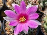 Mammillaria Flower Seeds for Planting, 100 pcs