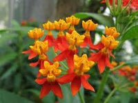 Asclepias Curassavica Flower Seeds for Planting - 100 pcs