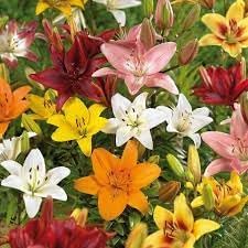 Lluvia Flower Seeds for Planting ƒ?? Organic, Heirloom, Non-GMO Rain Flower Garden Seeds