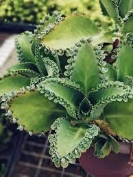 Organic Kalanchoe Plant Seeds for Planting ƒ?? Heirloom, Non-GMO