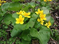 Caltha Palustris Flower Seeds for Planting - NON GMO Seeds for planting in home garden