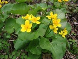 Caltha Palustris Flower Seeds for Planting - NON GMO Seeds for planting in home garden