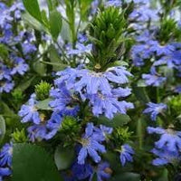 Heirloom Crassifolia Flower Seeds, Non-GMO, Hardy Blooms for Rock Gardens and Borders for planting in home garden