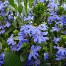 Heirloom Crassifolia Flower Seeds, Non-GMO, Hardy Blooms for Rock Gardens and Borders for planting in home garden