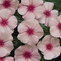 Fragrant Vinca Flower Seeds – Heirloom, Non-GMO Flower Seeds for Planting - Vinca for planting in home garden