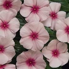 Fragrant Vinca Flower Seeds – Heirloom, Non-GMO Flower Seeds for Planting - Vinca for planting in home garden
